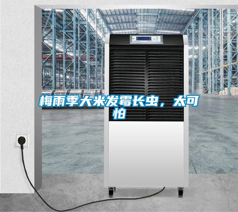 梅雨季大米發(fā)霉長蟲，太可怕