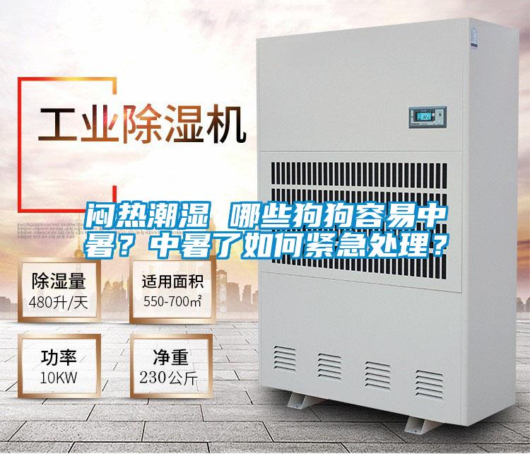 悶熱潮濕 哪些狗狗容易中暑？中暑了如何緊急處理？