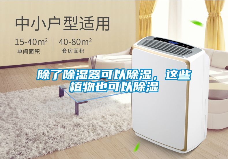 除了除濕器可以除濕，這些植物也可以除濕